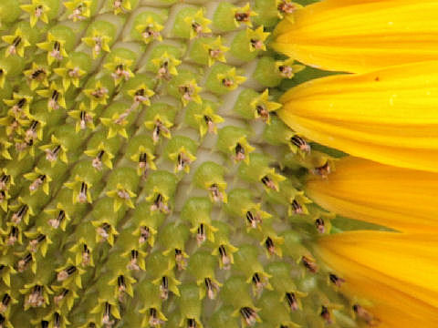 Helianthus annuus