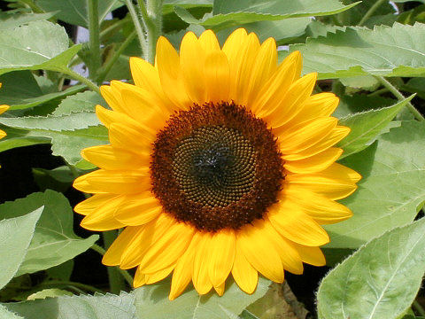 Helianthus annuus