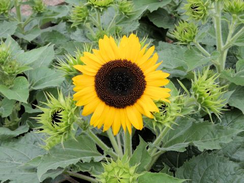 Helianthus annuus cv. Fuuen