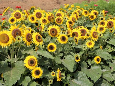 Helianthus annuus cv. Fuuen