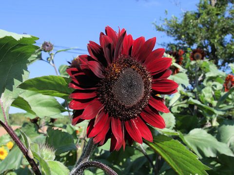 Helianthus annuus cv. Infrared Mixed