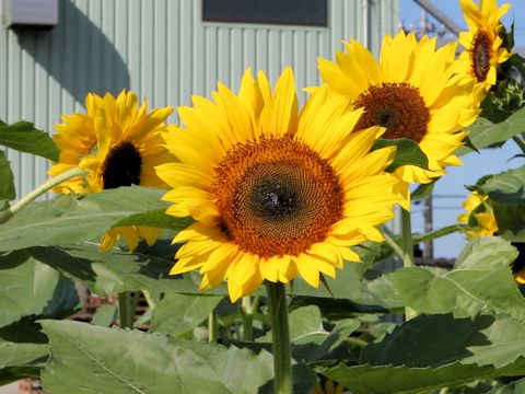 Helianthus annuus cv. Cabared Mixed