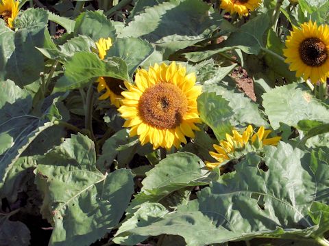 Helianthus annuus cv. Big Smile