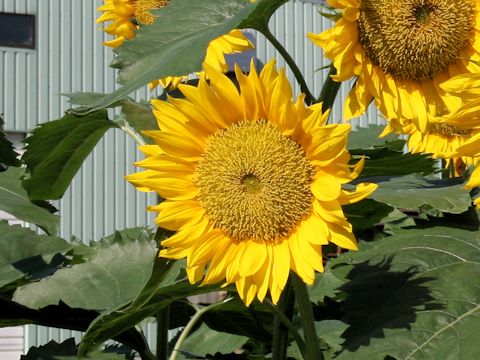 Helianthus annuus cv. Procut Yellow