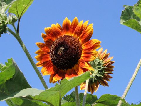 Helianthus annuus cv. Royal Flash Mixed