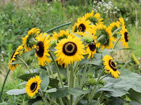 Helianthus annuus