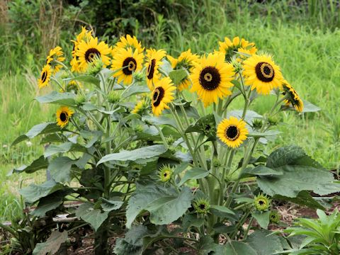 Helianthus annuus