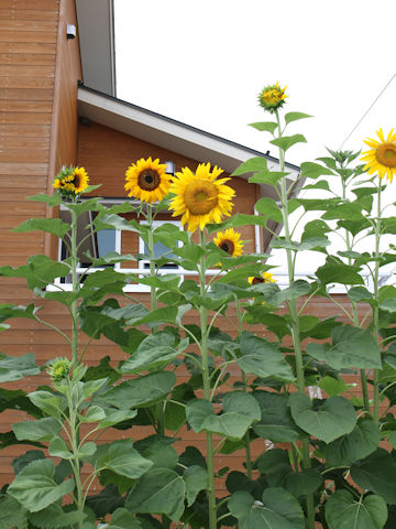 Helianthus annuus