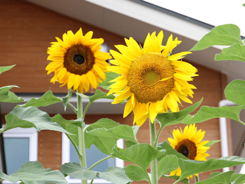 Helianthus annuus