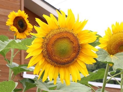 Helianthus annuus