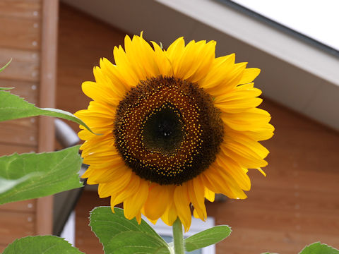 Helianthus annuus