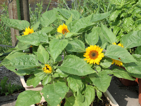 Helianthus annuus