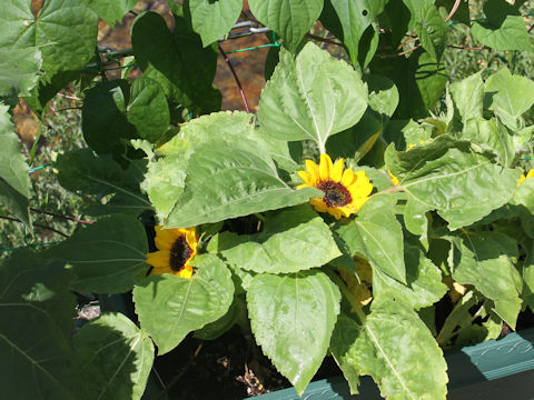 Helianthus annuus