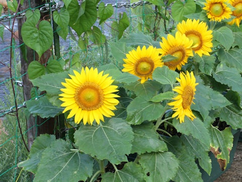 Helianthus annuus