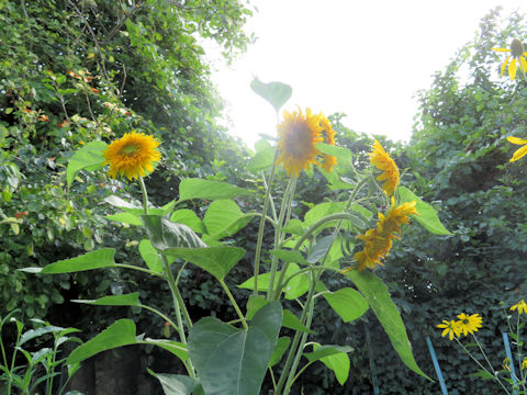 Helianthus annuus