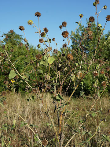 Helianthus annuus