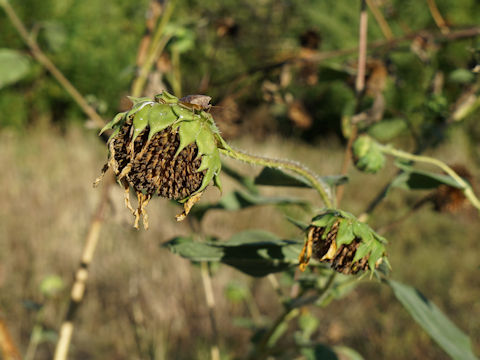 Helianthus annuus