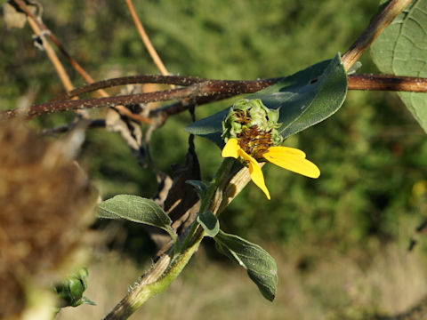 Helianthus annuus