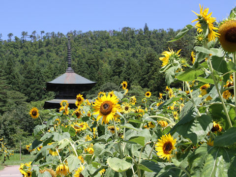 Helianthus annuus