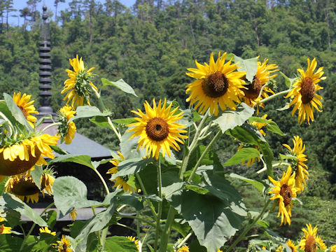 Helianthus annuus