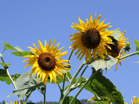 Helianthus annuus