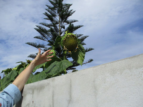 Helianthus annuus