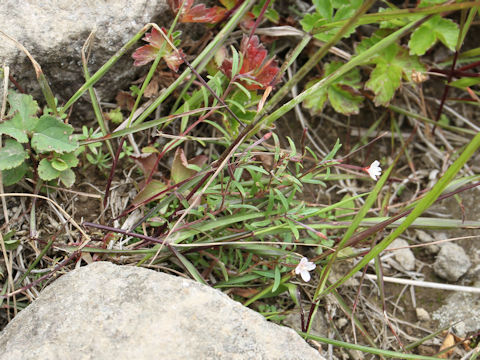 Epilobium fauriei