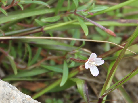 Epilobium fauriei