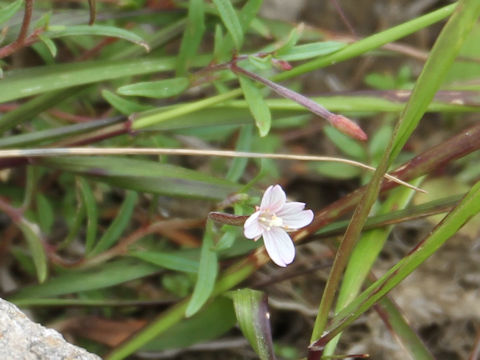 Epilobium fauriei