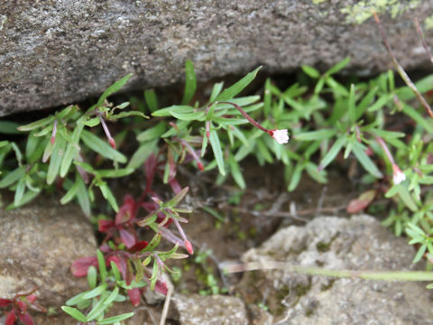 Epilobium fauriei