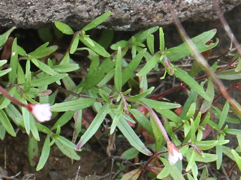 Epilobium fauriei