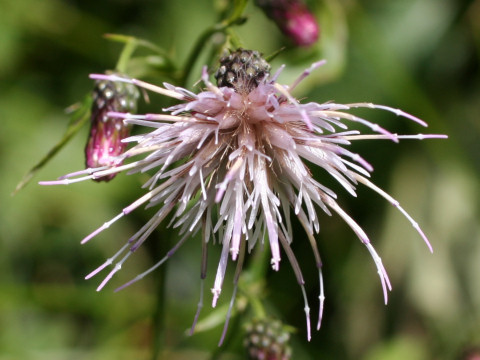 Cirsium buergeri