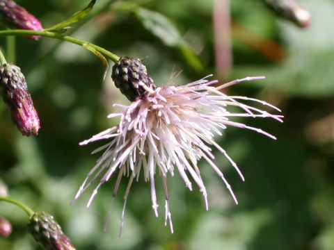 Cirsium buergeri