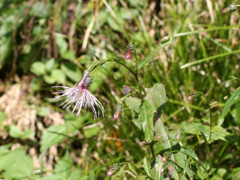 Cirsium buergeri