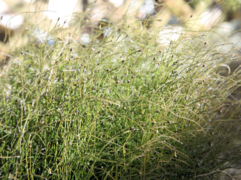 Equisetum  scirpoides