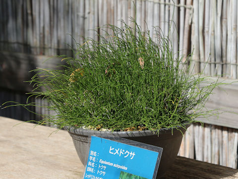 Equisetum  scirpoides
