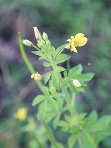 Cleome viscosa