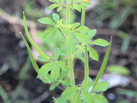 Cleome viscosa