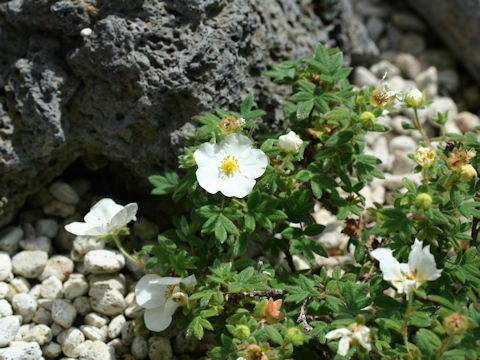 Dasiphora fruticosa var. glabra 'Manchu'