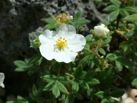 Dasiphora fruticosa var. glabra 'Manchu'