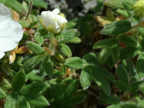 Dasiphora fruticosa var. glabra 'Manchu'