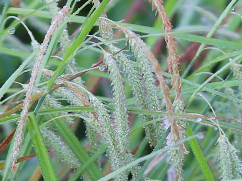 Carex phacota