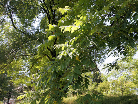 Juglans mandshurica var. cordiformis