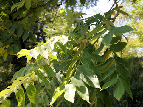 Juglans mandshurica var. cordiformis