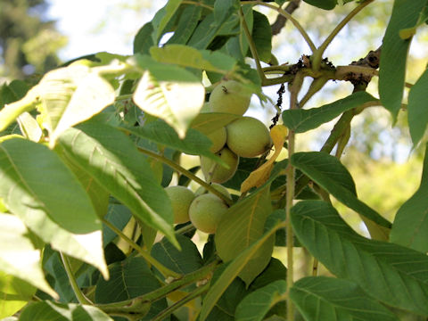 Juglans mandshurica var. cordiformis