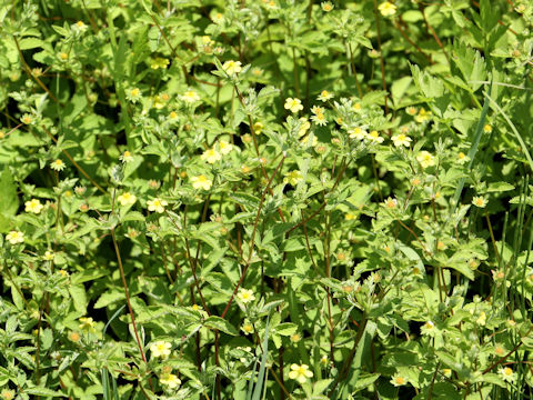 Potentilla centigrana