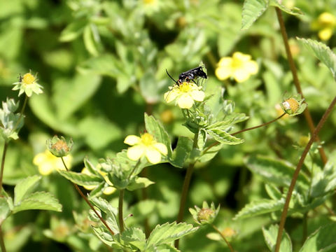 Potentilla centigrana