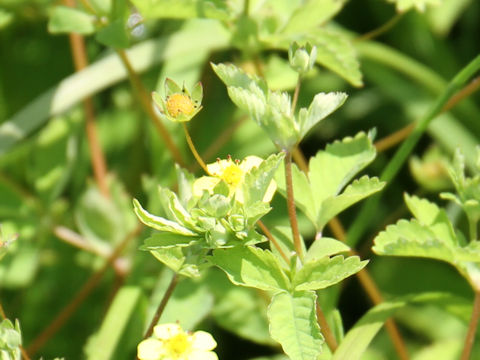 Potentilla centigrana