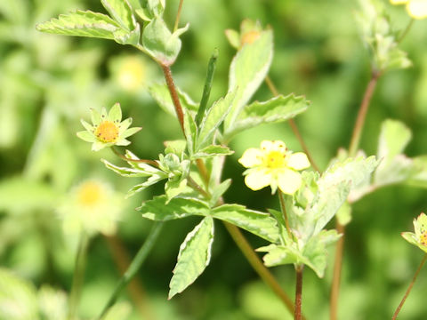 Potentilla centigrana