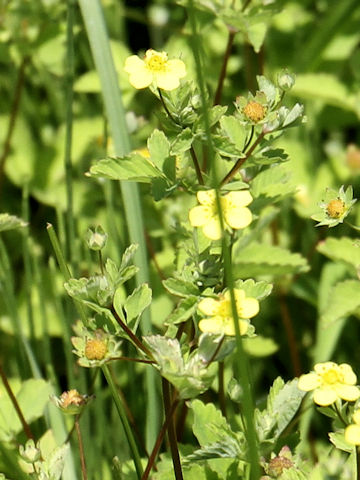 Potentilla centigrana